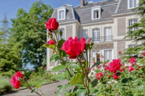 ROSE_AU_CHATEAU