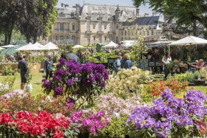 RHODODENDRON_CHANTILLY_