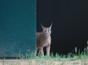 Refuge-caracal