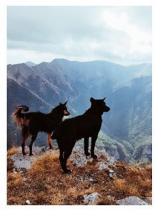 chiens_montagne_