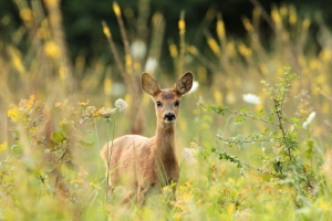 visite_guidee-les_animaux_dela_foret_credit_Yannick_Dagneau