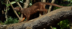 Fossa_F-G_Grandin_MNHN_1