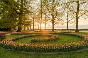 Tulipes_soleil_parc_Independance__Morges_Raphael_Dupertuis