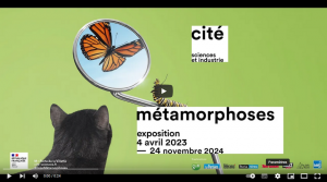 metamorphoses20play